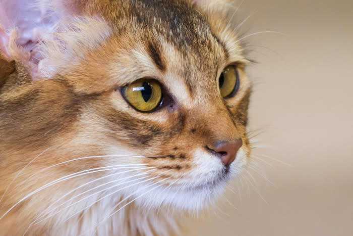 多くの飼い主から「うちの子は空気が読める」と思われている猫, 猫は空気を読むのか, 猫が空気を読んでいるように思えるシーン, 2.赤ん坊や病気の飼い主さんの見守り