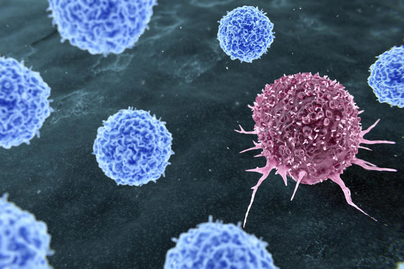 Cancer in all species Cancer in all species, Bats avoid the disease, Long lives, Impressive, Remaining young and cancer-free, Understanding why, Three factors, Gene P53, Boosted protection, Immune system, What we can learn