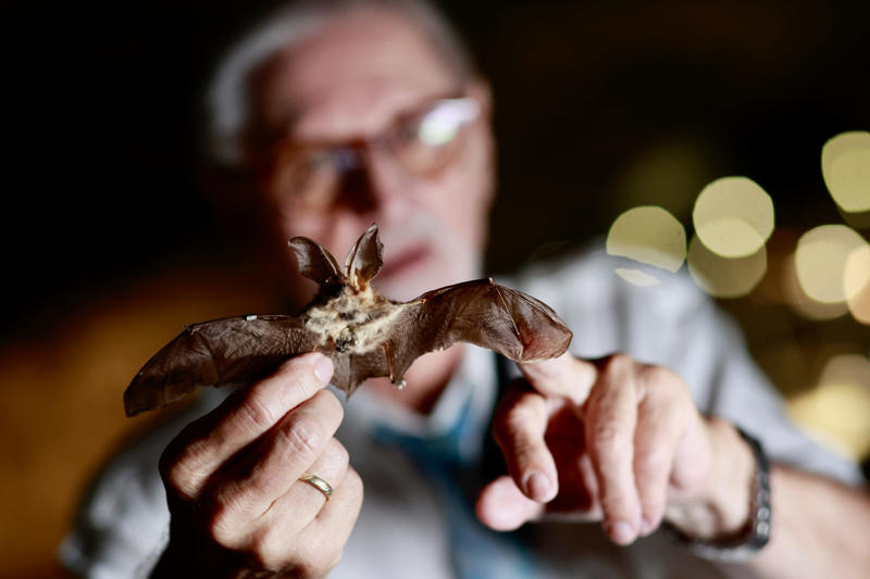 Impressive Cancer in all species, Bats avoid the disease, Long lives, Impressive, Remaining young and cancer-free, Understanding why, Three factors, Gene P53, Boosted protection, Immune system, What we can learn
