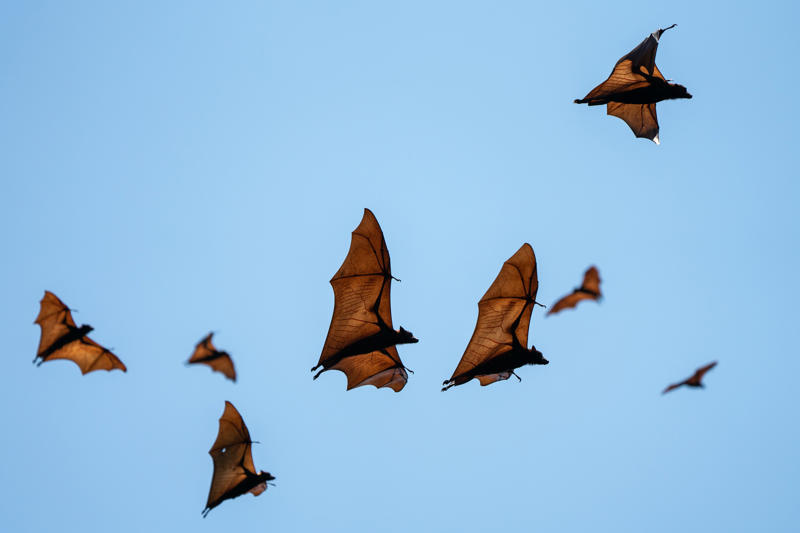 Bats avoid the disease Cancer in all species, Bats avoid the disease, Long lives, Impressive, Remaining young and cancer-free, Understanding why, Three factors, Gene P53, Boosted protection, Immune system, What we can learn