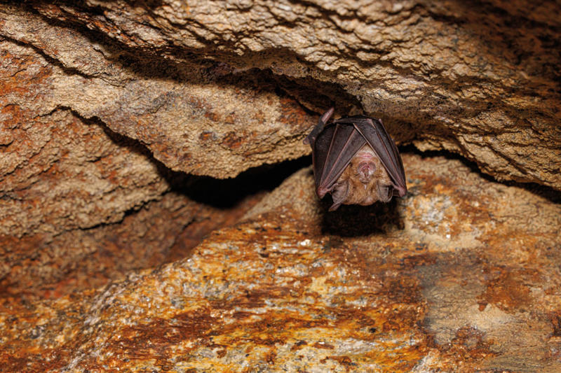 Immune system Cancer in all species, Bats avoid the disease, Long lives, Impressive, Remaining young and cancer-free, Understanding why, Three factors, Gene P53, Boosted protection, Immune system, What we can learn