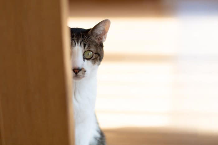 多くの飼い主から「うちの子は空気が読める」と思われている猫, 猫は空気を読むのか, 猫が空気を読んでいるように思えるシーン, 2.赤ん坊や病気の飼い主さんの見守り