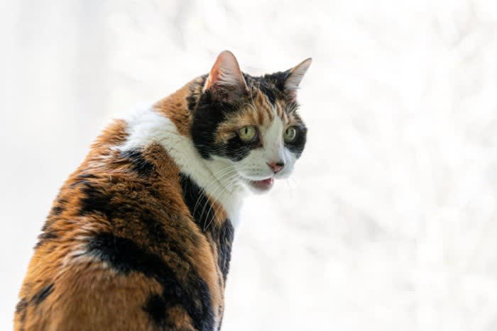 多くの飼い主から「うちの子は空気が読める」と思われている猫, 猫は空気を読むのか, 猫が空気を読んでいるように思えるシーン, 2.赤ん坊や病気の飼い主さんの見守り