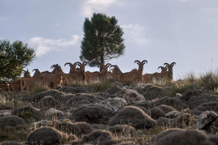 Homes 38 mammals, 120 birds and 1,000 plants, Changing perceptions, Accessible walks or mountain biking, Route of the Dinosaurs, Los Barrancos de Gebas, Pozos de la Nieve