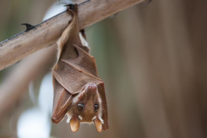 Long lives Cancer in all species, Bats avoid the disease, Long lives, Impressive, Remaining young and cancer-free, Understanding why, Three factors, Gene P53, Boosted protection, Immune system, What we can learn