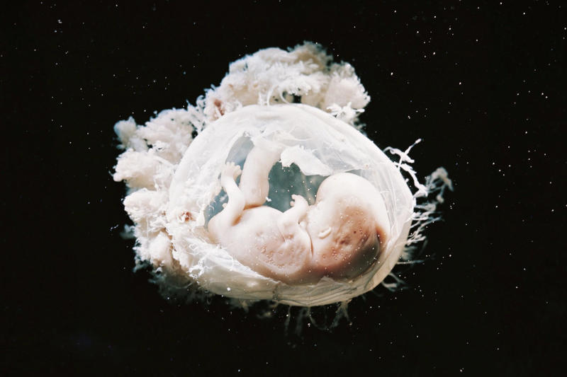 This is not science fiction but real news, The embryo amazes the world, What is a chimera?, It all started with stem cells..., Objective: to create organs for transplantation, Mixing rats and mice worked, Failed to mix human and pig, Monkeys are very similar to humans, Organ factories within living beings?, No adult version of the embryo, "Rethink our moral standards", The anticipated future of 'The Island of Doctor Moreau', China is the place for experimentation, A different planet
