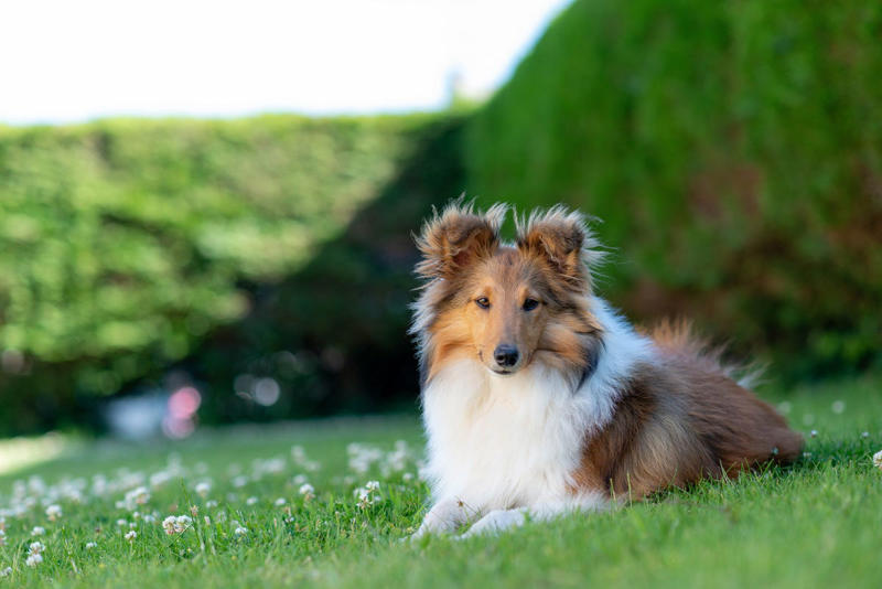 Labrador Retriever, Golden Retriever, American Pit Bull Terrier, Cavalier King Charles Spaniel, Bichon Frise, Shih Tzu, Shetland Sheepdog, English Mastiff, Newfoundland, Irish Setter