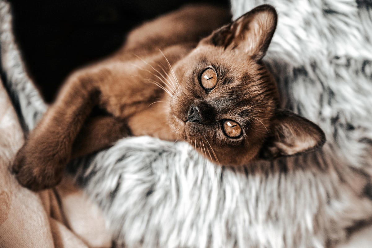 Burmese 1) Ragdoll, 2) Maine Coons, 3) Birman, 4) American Shorthair, 5) Abyssinian, 6) Siamese, 7) British Shorthair, 8) Burmese, 9) Scottish Fold, 10) Exotic Shorthair, 11) Chartreux, 12) Bengal, 13) Ragamuffin