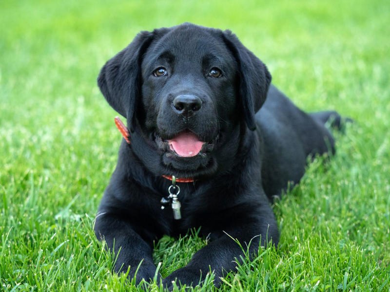 Border Collie, Poodle (Standard, Miniature, and Toy), German Shepherd, Golden Retriever, Labrador Retriever, Australian Shepherd, Belgian Malinois, Doberman Pinscher, Shetland Sheepdog, Papillon, Rottweiler, English Springer Spaniel, Miniature Schnauzer, Cattle Dog (Blue Heeler), Belgian Tervurens
