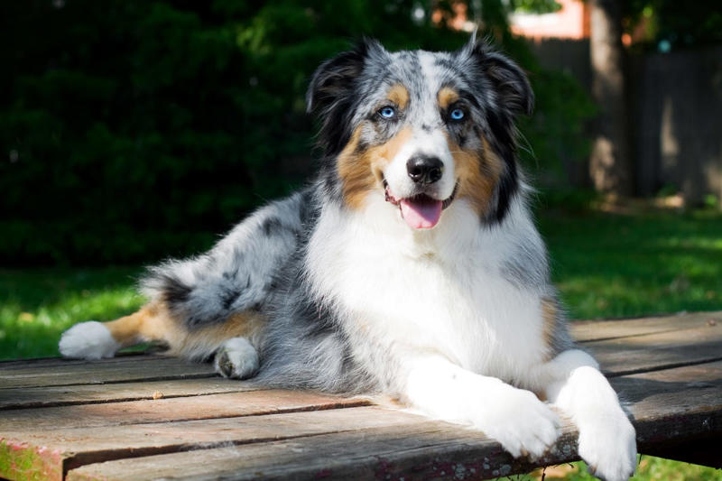 Border Collie, Poodle (Standard, Miniature, and Toy), German Shepherd, Golden Retriever, Labrador Retriever, Australian Shepherd, Belgian Malinois, Doberman Pinscher, Shetland Sheepdog, Papillon, Rottweiler, English Springer Spaniel, Miniature Schnauzer, Cattle Dog (Blue Heeler), Belgian Tervurens