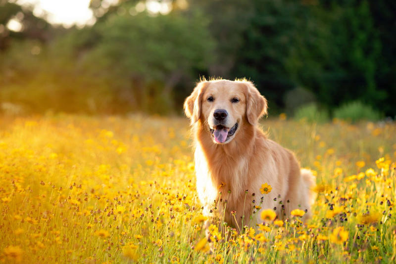 Labrador Retriever, Golden Retriever, American Pit Bull Terrier, Cavalier King Charles Spaniel, Bichon Frise, Shih Tzu, Shetland Sheepdog, English Mastiff, Newfoundland, Irish Setter