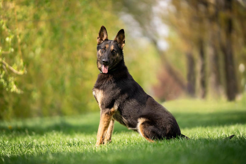 Border Collie, Poodle (Standard, Miniature, and Toy), German Shepherd, Golden Retriever, Labrador Retriever, Australian Shepherd, Belgian Malinois, Doberman Pinscher, Shetland Sheepdog, Papillon, Rottweiler, English Springer Spaniel, Miniature Schnauzer, Cattle Dog (Blue Heeler), Belgian Tervurens