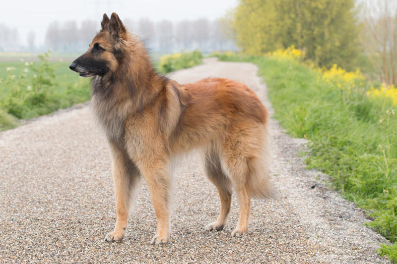 Border Collie, Poodle (Standard, Miniature, and Toy), German Shepherd, Golden Retriever, Labrador Retriever, Australian Shepherd, Belgian Malinois,  Doberman Pinscher, Shetland Sheepdog, Papillon, Rottweiler, English Springer Spaniel, Miniature Schnauzer, Cattle Dog (Blue Heeler), Belgian Tervurens 