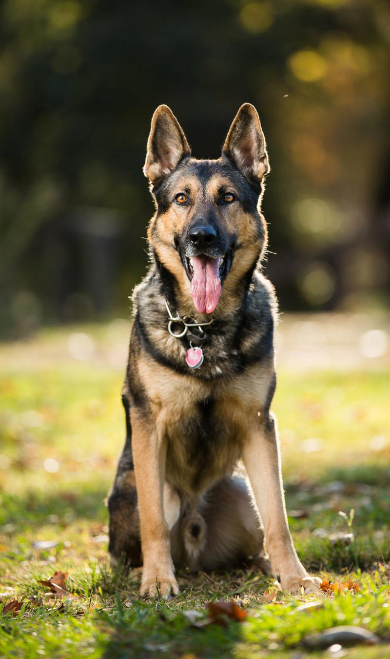 Border Collie, Poodle (Standard, Miniature, and Toy), German Shepherd, Golden Retriever, Labrador Retriever, Australian Shepherd, Belgian Malinois, Doberman Pinscher, Shetland Sheepdog, Papillon, Rottweiler, English Springer Spaniel, Miniature Schnauzer, Cattle Dog (Blue Heeler), Belgian Tervurens