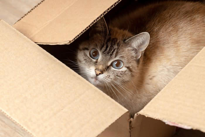 1.ソファベッドに挟まれた猫「Giles」, 2.段ボールに入り込んで6日間の旅に出た猫「Galena」, 3.鼻腔に縫い針が刺さった猫「Kevin」, 4.キッチン・家電周りでの火傷や火災の事故