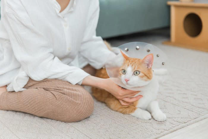 1.ソファベッドに挟まれた猫「Giles」, 2.段ボールに入り込んで6日間の旅に出た猫「Galena」, 3.鼻腔に縫い針が刺さった猫「Kevin」, 4.キッチン・家電周りでの火傷や火災の事故