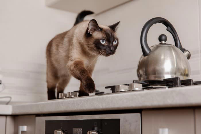 1.ソファベッドに挟まれた猫「Giles」, 2.段ボールに入り込んで6日間の旅に出た猫「Galena」, 3.鼻腔に縫い針が刺さった猫「Kevin」, 4.キッチン・家電周りでの火傷や火災の事故
