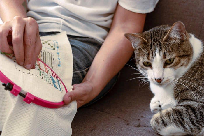 1.ソファベッドに挟まれた猫「Giles」, 2.段ボールに入り込んで6日間の旅に出た猫「Galena」, 3.鼻腔に縫い針が刺さった猫「Kevin」, 4.キッチン・家電周りでの火傷や火災の事故