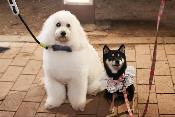 こじらせ男女3人が“愛”を知っていくラブストーリー, 物語を彩る多彩なキャスト陣＆犬たち, 「初恋DOGs」第4話　あらすじ, 予告映像にも注目