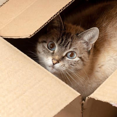 1.ソファベッドに挟まれた猫「Giles」, 2.段ボールに入り込んで6日間の旅に出た猫「Galena」, 3.鼻腔に縫い針が刺さった猫「Kevin」, 4.キッチン・家電周りでの火傷や火災の事故