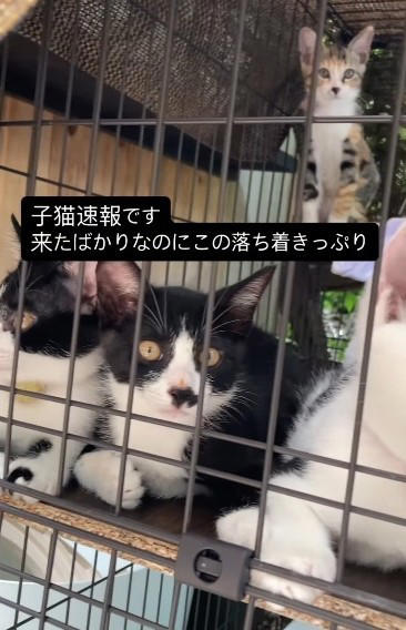 近所の住民の通報で発覚、床下の隙間から入り込む, 多くの協力者が尽力、特にガス会社さんの尽力が光る, 保護後は順調に人慣れ、「シャー」から甘えん坊へ, 地域の空き家問題と野良猫対策の課題も浮き彫りに