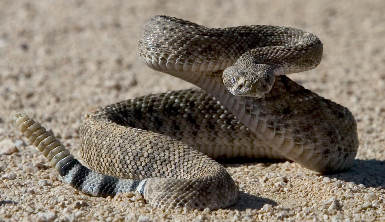 Lake Mead, Lake Powell, Lake Pleasant, Mittry Lake, Can rattlesnakes swim?