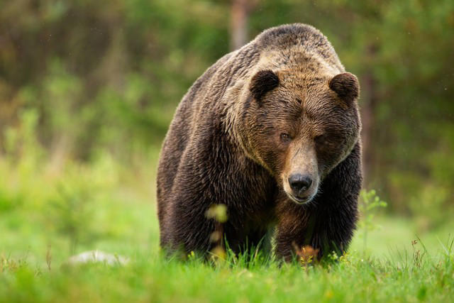 被害者の遺族の無念、考えたことある？, クマは「生きたまま」喰い殺す, 抗議する人は自分でヒグマに麻酔を撃ち、捕獲して飼育してくれますか？, 札幌市も全体の2／3が「山や森」, クマにとって人間は「足が遅くて襲いやすい、毛のない柔らかい獲物」, 愚かな「承認欲求」で命を粗末しないで, たとえ命が助かっても…辛い人生が待ち受ける「熊外傷」, いじめ事件で加害者を優先擁護するやつらと同じ思考, 可哀想なら自費で「ヒグマ」を引き取りに来い