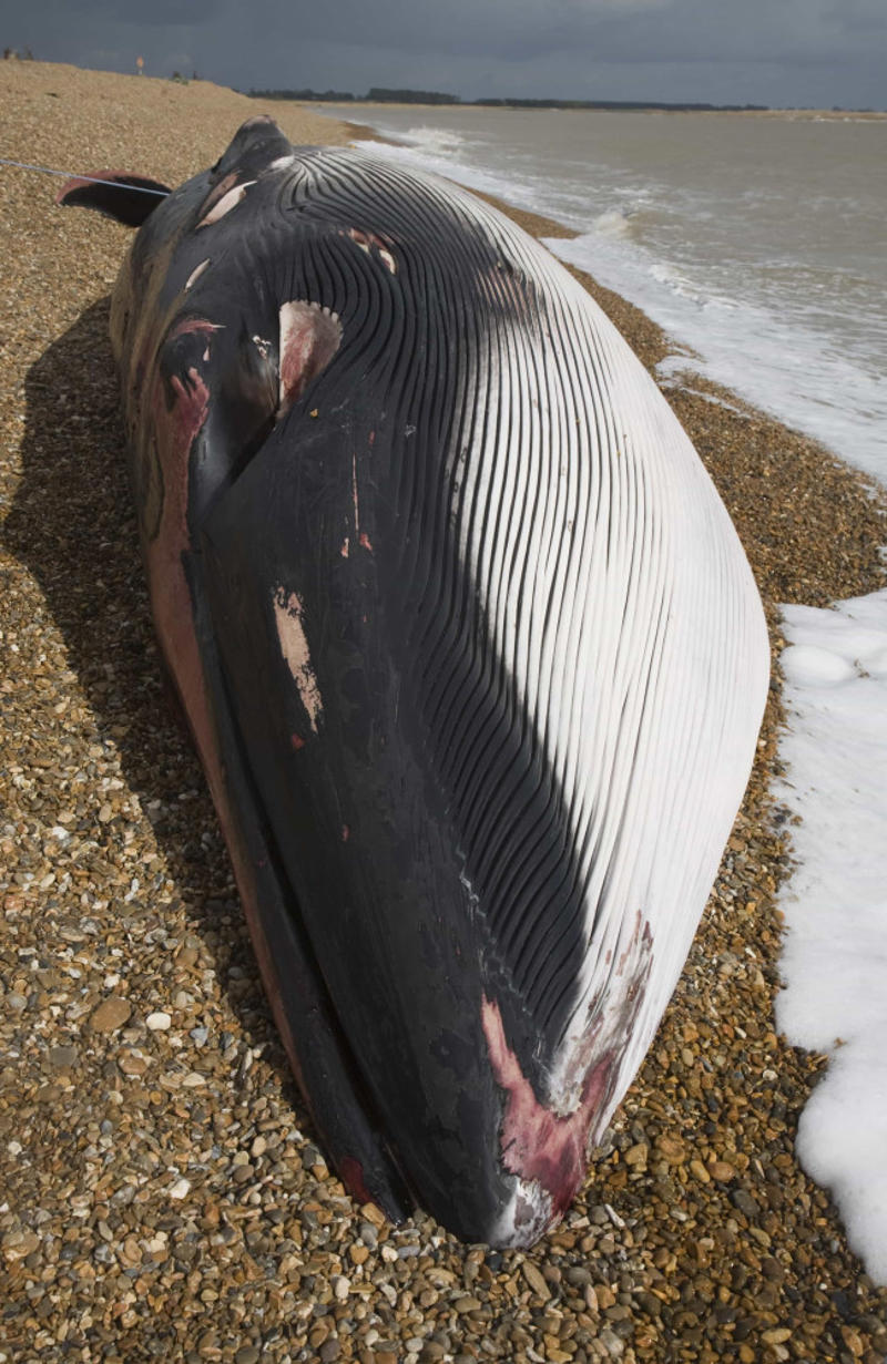 Fin whale Greenland shark, Aldabra giant tortoise, Rougheye rockfish, Fin whale, Red sea urchin, American lobster, Killer whale, European eel, Pink cockatoo, Gray whale, Orange roughy