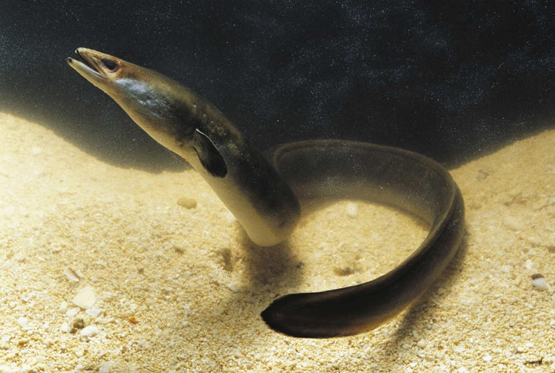 European eel Greenland shark, Aldabra giant tortoise, Rougheye rockfish, Fin whale, Red sea urchin, American lobster, Killer whale, European eel, Pink cockatoo, Gray whale, Orange roughy