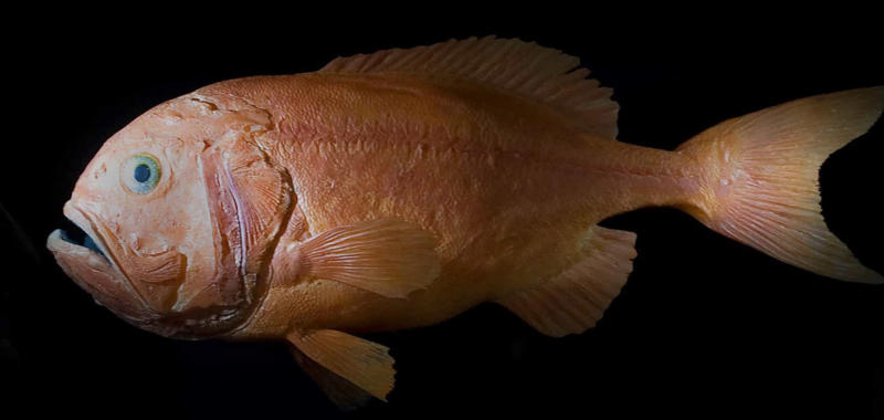Orange roughy Greenland shark, Aldabra giant tortoise, Rougheye rockfish, Fin whale, Red sea urchin, American lobster, Killer whale, European eel, Pink cockatoo, Gray whale, Orange roughy