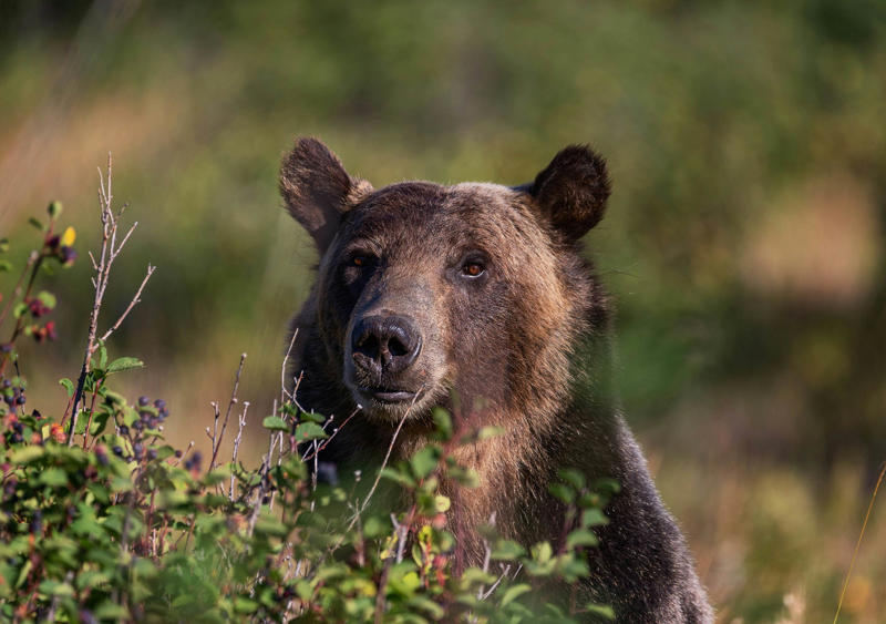When should I go to Glacier National Park?, How much time should I spend in Glacier National Park?, Is it easy to get in and around Glacier National Park?, Top things to do in Glacier National Park, My favorite thing to do in Glacier National Park, How much money do I need for Glacier National Park?, Be bear-safe, Choose practicality over style, Prepare for a wi-fi dead zone, Driving in winter requires extra planning, Staffing may be limited