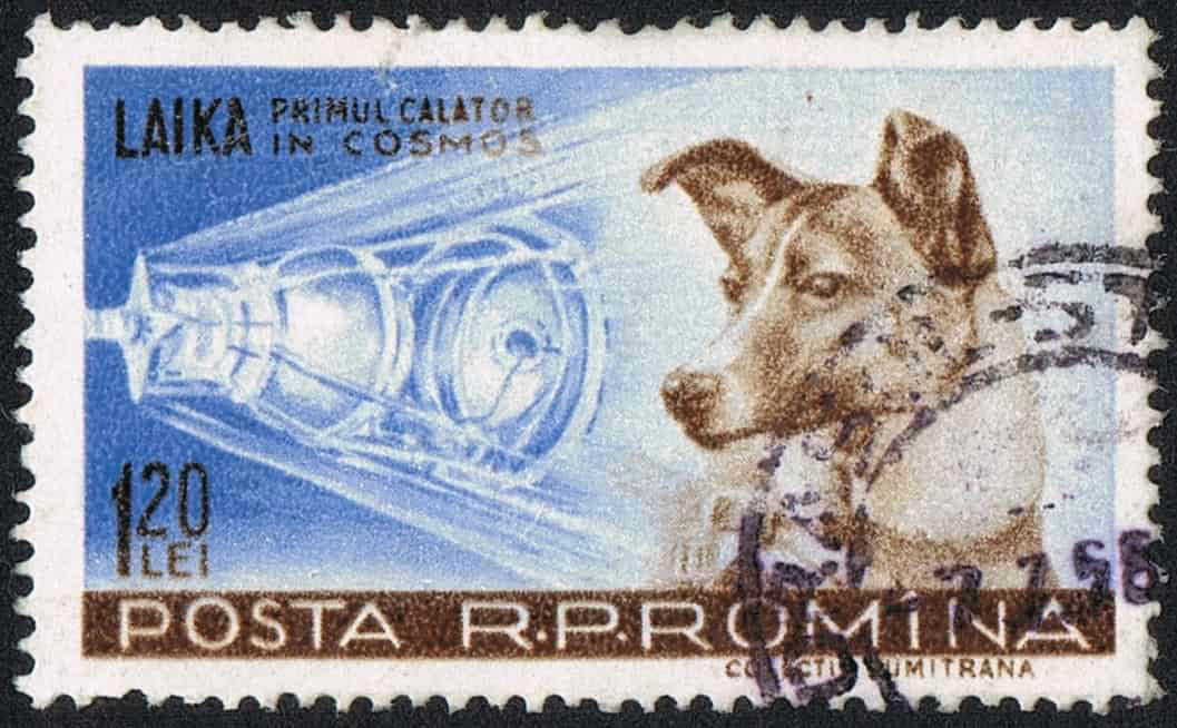 Laika's Death How Did Laika Prepare for Her Space Travel?, What Was the Plan for Laika's Space Travel?, Laika's Death, Remembering Laika, Animals That Have Been to Space - Rats