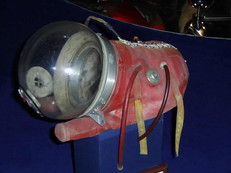 How Did Laika Prepare for Her Space Travel? How Did Laika Prepare for Her Space Travel?, What Was the Plan for Laika's Space Travel?, Laika's Death, Remembering Laika, Animals That Have Been to Space - Rats