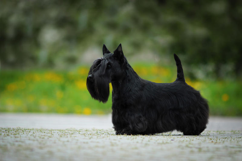 30. Scottish terrier, 29. Chinese crested, 28. American foxhound, 26. Corgi, 22. Chow chow, 20. Basset hound, 18. Irish setter, 16. Bull terrier, 14. Bichon frise, 12. Mastiff, 10. Mutts, 8. Pit bull, 6. Poodle (and doodle), 4. English bulldog, 2. Beagle