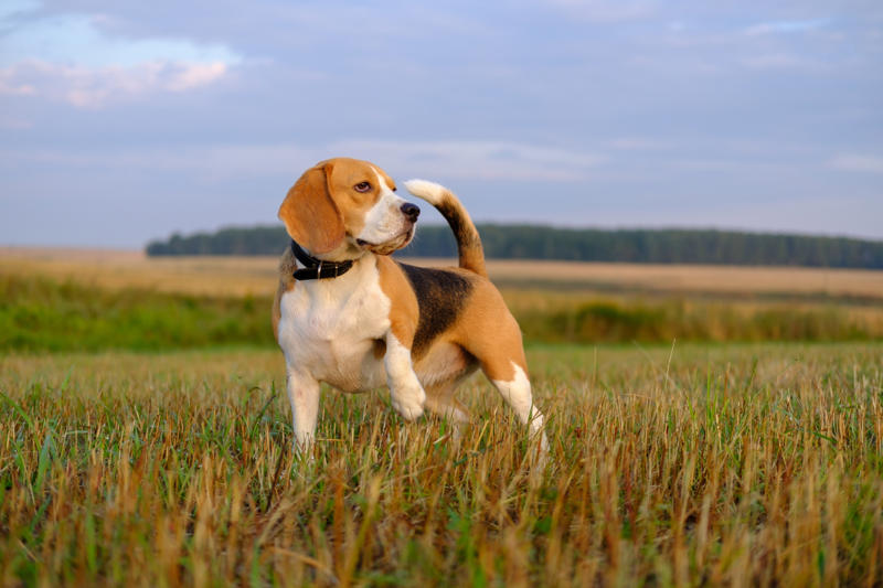 30. Scottish terrier, 29. Chinese crested, 28. American foxhound, 26. Corgi, 22. Chow chow, 20. Basset hound, 18. Irish setter, 16. Bull terrier, 14. Bichon frise, 12. Mastiff, 10. Mutts, 8. Pit bull, 6. Poodle (and doodle), 4. English bulldog, 2. Beagle