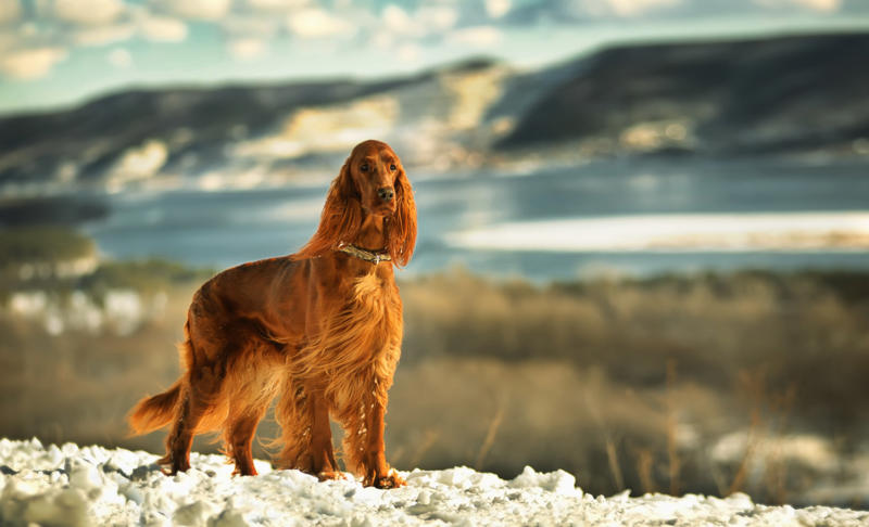 30. Scottish terrier, 29. Chinese crested, 28. American foxhound, 26. Corgi, 22. Chow chow, 20. Basset hound, 18. Irish setter, 16. Bull terrier, 14. Bichon frise, 12. Mastiff, 10. Mutts, 8. Pit bull, 6. Poodle (and doodle), 4. English bulldog, 2. Beagle