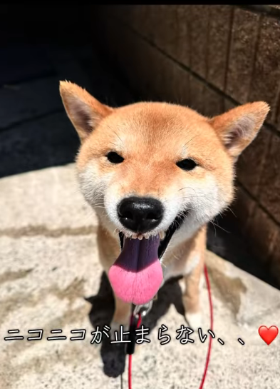  車庫につながれふん尿まみれの犬を発見, 飼い主の姿消え、餌やりだけが命綱に,  室内に踏み出す小さな一歩と「膝裏カプリ事件」, 「犬を迎える責任」を忘れないで