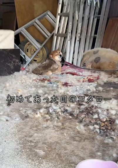  車庫につながれふん尿まみれの犬を発見, 飼い主の姿消え、餌やりだけが命綱に,  室内に踏み出す小さな一歩と「膝裏カプリ事件」, 「犬を迎える責任」を忘れないで