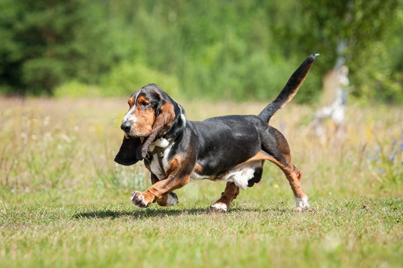 30. Scottish terrier, 29. Chinese crested, 28. American foxhound, 26. Corgi, 22. Chow chow, 20. Basset hound, 18. Irish setter, 16. Bull terrier, 14. Bichon frise, 12. Mastiff, 10. Mutts, 8. Pit bull, 6. Poodle (and doodle), 4. English bulldog, 2. Beagle