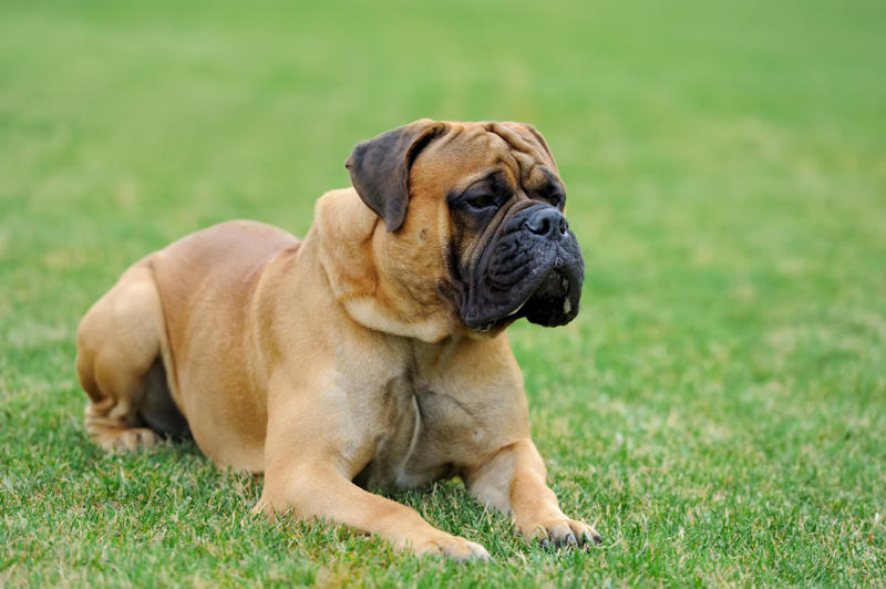 30. Scottish terrier, 29. Chinese crested, 28. American foxhound, 26. Corgi, 22. Chow chow, 20. Basset hound, 18. Irish setter, 16. Bull terrier, 14. Bichon frise, 12. Mastiff, 10. Mutts, 8. Pit bull, 6. Poodle (and doodle), 4. English bulldog, 2. Beagle