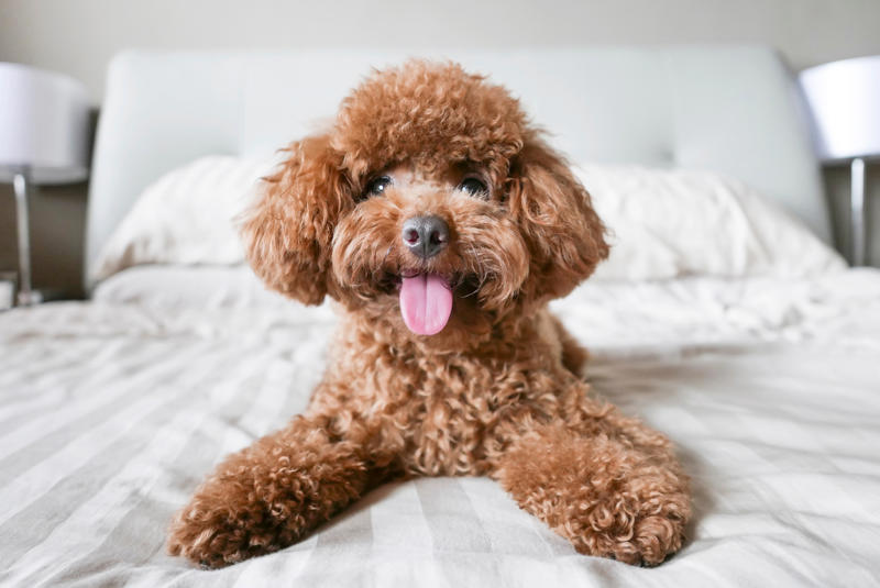 30. Scottish terrier, 29. Chinese crested, 28. American foxhound, 26. Corgi, 22. Chow chow, 20. Basset hound, 18. Irish setter, 16. Bull terrier, 14. Bichon frise, 12. Mastiff, 10. Mutts, 8. Pit bull, 6. Poodle (and doodle), 4. English bulldog, 2. Beagle