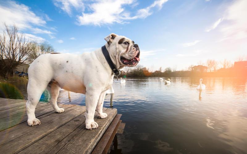 30. Scottish terrier, 29. Chinese crested, 28. American foxhound, 26. Corgi, 22. Chow chow, 20. Basset hound, 18. Irish setter, 16. Bull terrier, 14. Bichon frise, 12. Mastiff, 10. Mutts, 8. Pit bull, 6. Poodle (and doodle), 4. English bulldog, 2. Beagle