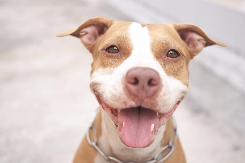 30. Scottish terrier, 29. Chinese crested, 28. American foxhound, 26. Corgi, 22. Chow chow, 20. Basset hound, 18. Irish setter, 16. Bull terrier, 14. Bichon frise, 12. Mastiff, 10. Mutts, 8. Pit bull, 6. Poodle (and doodle), 4. English bulldog, 2. Beagle