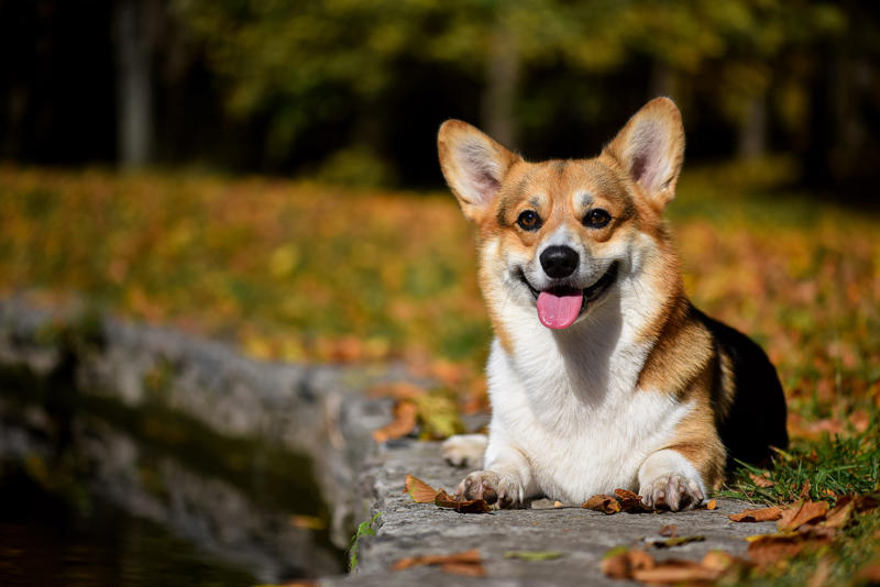 30. Scottish terrier, 29. Chinese crested, 28. American foxhound, 26. Corgi, 22. Chow chow, 20. Basset hound, 18. Irish setter, 16. Bull terrier, 14. Bichon frise, 12. Mastiff, 10. Mutts, 8. Pit bull, 6. Poodle (and doodle), 4. English bulldog, 2. Beagle