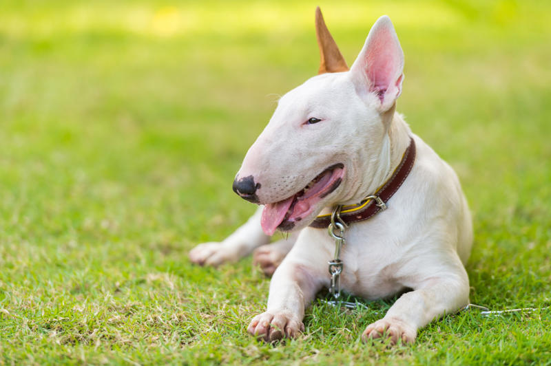 30. Scottish terrier, 29. Chinese crested, 28. American foxhound, 26. Corgi, 22. Chow chow, 20. Basset hound, 18. Irish setter, 16. Bull terrier, 14. Bichon frise, 12. Mastiff, 10. Mutts, 8. Pit bull, 6. Poodle (and doodle), 4. English bulldog, 2. Beagle
