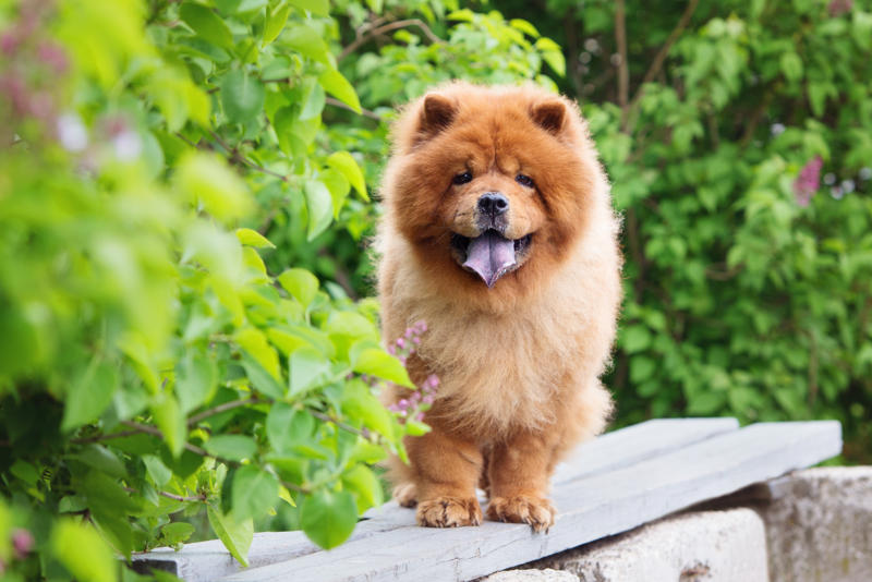 30. Scottish terrier, 29. Chinese crested, 28. American foxhound, 26. Corgi, 22. Chow chow, 20. Basset hound, 18. Irish setter, 16. Bull terrier, 14. Bichon frise, 12. Mastiff, 10. Mutts, 8. Pit bull, 6. Poodle (and doodle), 4. English bulldog, 2. Beagle