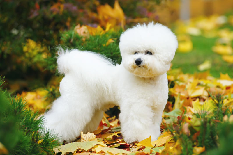 30. Scottish terrier, 29. Chinese crested, 28. American foxhound, 26. Corgi, 22. Chow chow, 20. Basset hound, 18. Irish setter, 16. Bull terrier, 14. Bichon frise, 12. Mastiff, 10. Mutts, 8. Pit bull, 6. Poodle (and doodle), 4. English bulldog, 2. Beagle