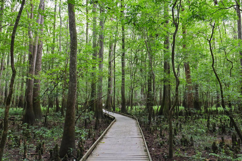 8) Congaree National Park What to Know Before Taking a Pet to a National Park, 1) Acadia National Park, 2) Yosemite National Park, 3) North Cascades National Park, 4) Cuyahoga Valley National Park, 5) Shenandoah National Park, 6) Mammoth Cave National Park, 7) Grand Canyon National Park, 8) Congaree National Park