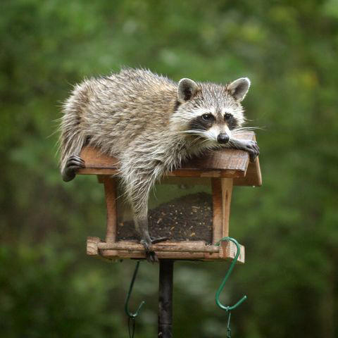 Secure Your Garbage, Check Your Bird Feeder, Maintain Your Lawn, Keep an Eye on Your Produce, Monitor Potential Den Sites, Don't: Trap Them, Don't: Use Scents
