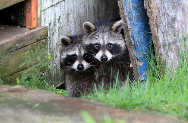 Secure Your Garbage, Check Your Bird Feeder, Maintain Your Lawn, Keep an Eye on Your Produce, Monitor Potential Den Sites, Don't: Trap Them, Don't: Use Scents